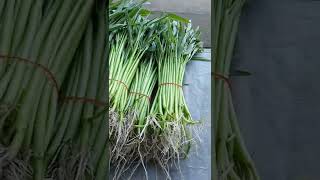 เก็บผักบุ้งจีนที่ปลูก