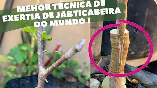 Enxertia de jabuticabeira, mais fácil do mundo !