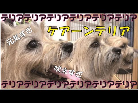 テリアの中のテリア!! ケアーンテリア大集合で松本君もタジタジ!?
