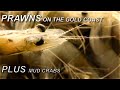 Prawning and Mud Crabs (Saltworks Jumpinpin)