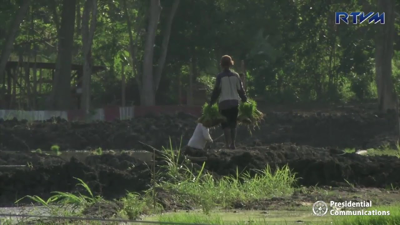 Demo Farm Rice Philippines–Papua New Guinea Rice Demonstration Farm 11/14/2018 - YouTube
