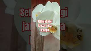 selamat pagi jangan lupa bahagia #lagu#satuhatiuntukselamanya#anggrekputih#vidioshort#fyb