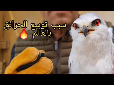 الطائر الذي يشعل النار بالغابات وصل الينا  ولكن كيف يشعلها مع جمال العمواسي