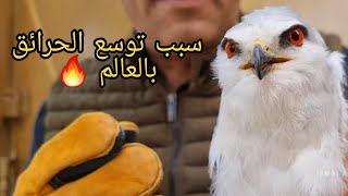 الطائر الذي يشعل النار بالغابات وصل الينا  ولكن كيف يشعلها مع جمال العمواسي