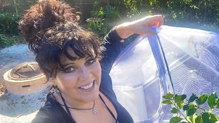 Surviving Cold Snaps:  Raising and Releasing Butterflies