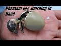 Pheasant Egg Hatching In My Hands ( Wood Green Pheasant Chick )