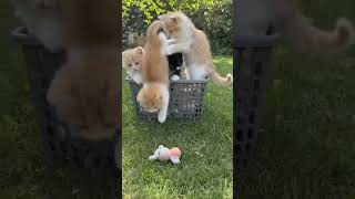 Adorable Kittens Having a Wild Outdoor Playtime in the Garden! 🐱🐾