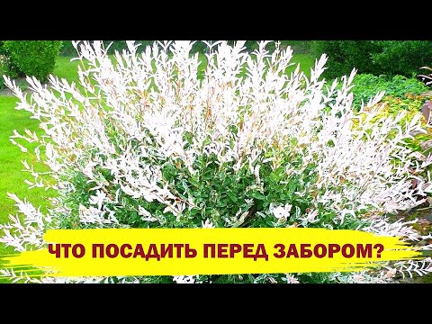 ЧТО ПОСАДИТЬ ПЕРЕД ЗАБОРОМ? Красивые кустарники, которые быстро преобразят ваш участок