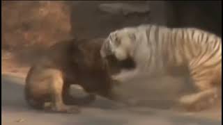 A fight between a lion and a tiger.
