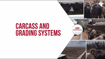 Carcass and Grading Systems