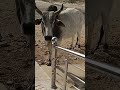 #cow