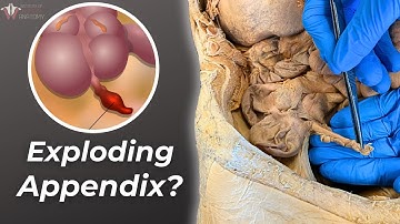We Found Out What Your Appendix Is Really For