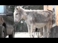 100 chevaux sur l herbe  les anes