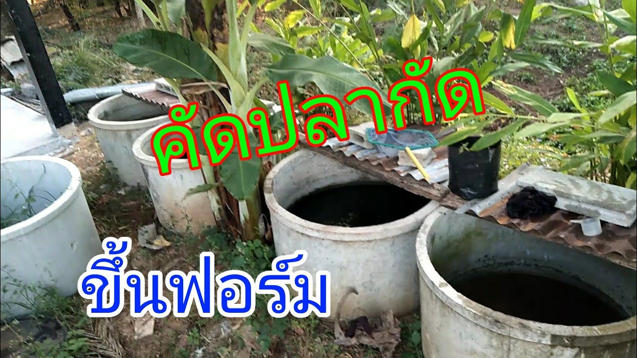 คัดปลากัดขึ้นฟอร์ม ขนาดถังฟอร์ม