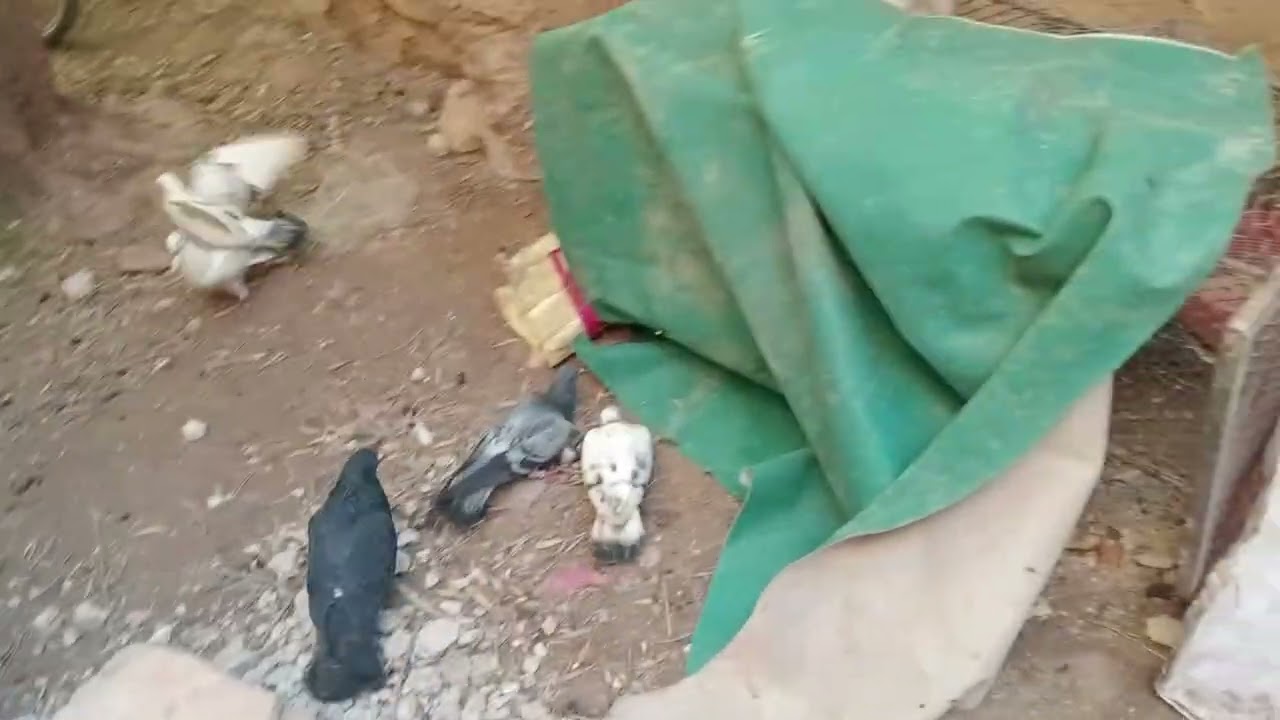 فيديو جديد وتوليعه من🤯عالم آخر🤯