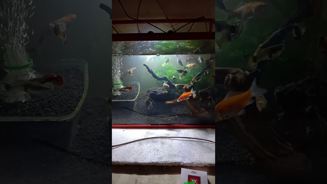 Aquarium ikan guppy - YouTube