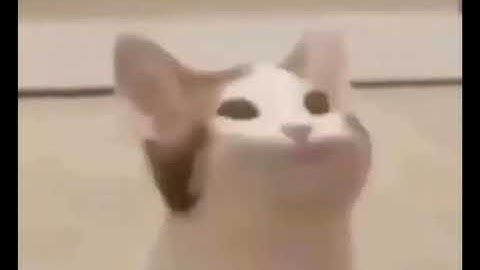 Haha pop cat go brrr