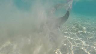 Акула на пляже в Хургаде октябрь 2016год