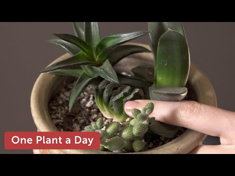 Video: Mirabilis: plant en plantversorging