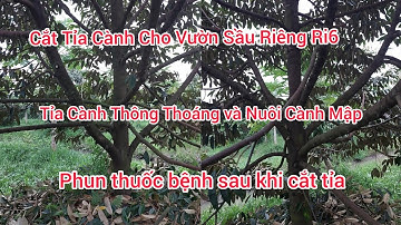 PHẦN 116: CÁCH TỈA CÀNH CHO VƯỜN SẦU RIÊNG RI6 ĐƯỢC 37 THÁNG TUỔI