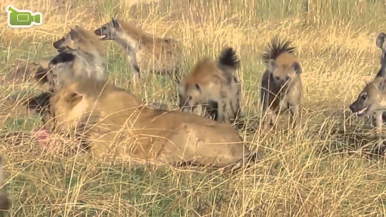 Hyena Merebut Mangsa Dari Singa Pertarungan Binatang 