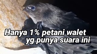 King Birahi Hankau 03 Asli. suara panggil walet birahi jernih untuk menambah populasi burung walet