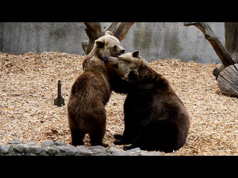 Video: Irkuyem Meklējumos - Leģendārais Milzīgais Brūnais Lācis No Ziemeļiem - Alternatīvs Skats