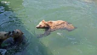 Oakland Zoo Grizzly Bear Cam | Grizzly Bear Playtime | Ozolio Live Streaming Provider