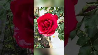 Romantik Schloss Weitenburg