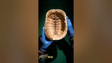 What are turtle shells? Here