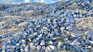 Coastal Foraging - Mussels, Clams, Crab and Lobster - Clean and Delicious Cookup Autumn 2022