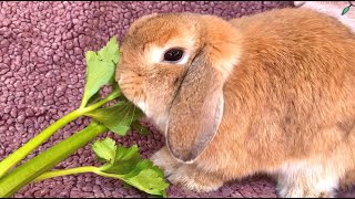 Ginger Bunny Enjoying Celery