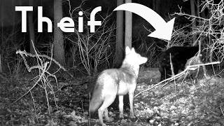 Coyotes Kill Buck But Bear Carries It Away