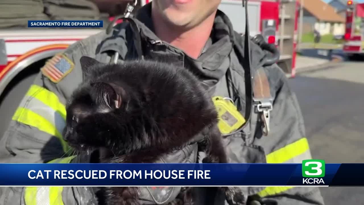 Cat rescued from Sacramento house fire, officials say - YouTube