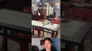 Kucing keciduq ngopi di cafe ... #kucinglucu #kucing #shorts #reaction