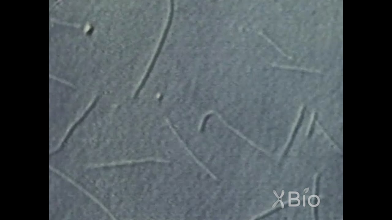 Motor Protein Driven Transport of Microtubules