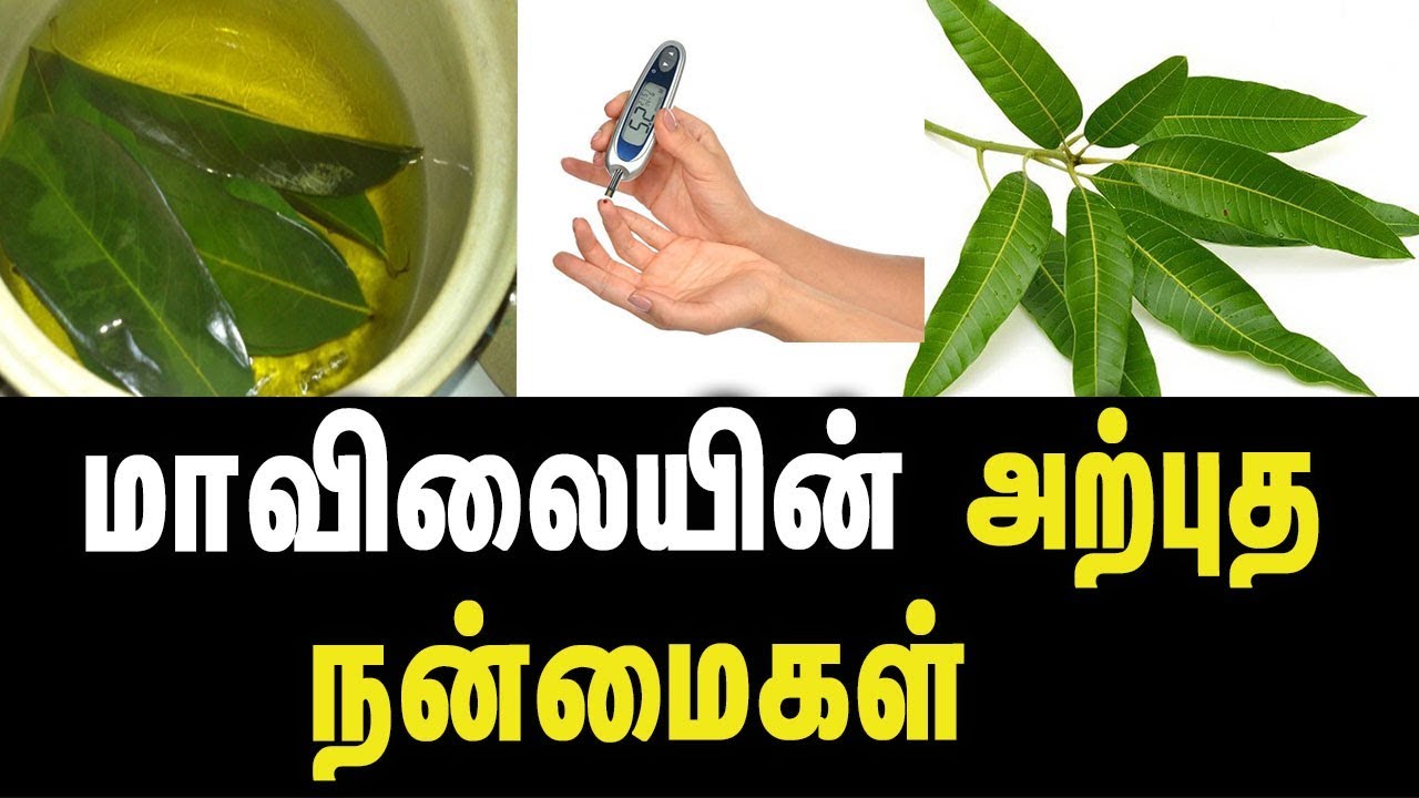 Health Benefits Of Mango Leaves Tamil Health Tips YouTube