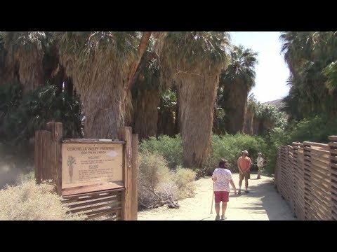 Hiking Palm Springs - White Water Preserve, Palm Canyon Trail and More