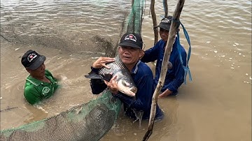 Thu Hoạch Cá Ao Cậu Út Toàn Cá Khủng Và Tôm Càng.Góc Làng Quê#864