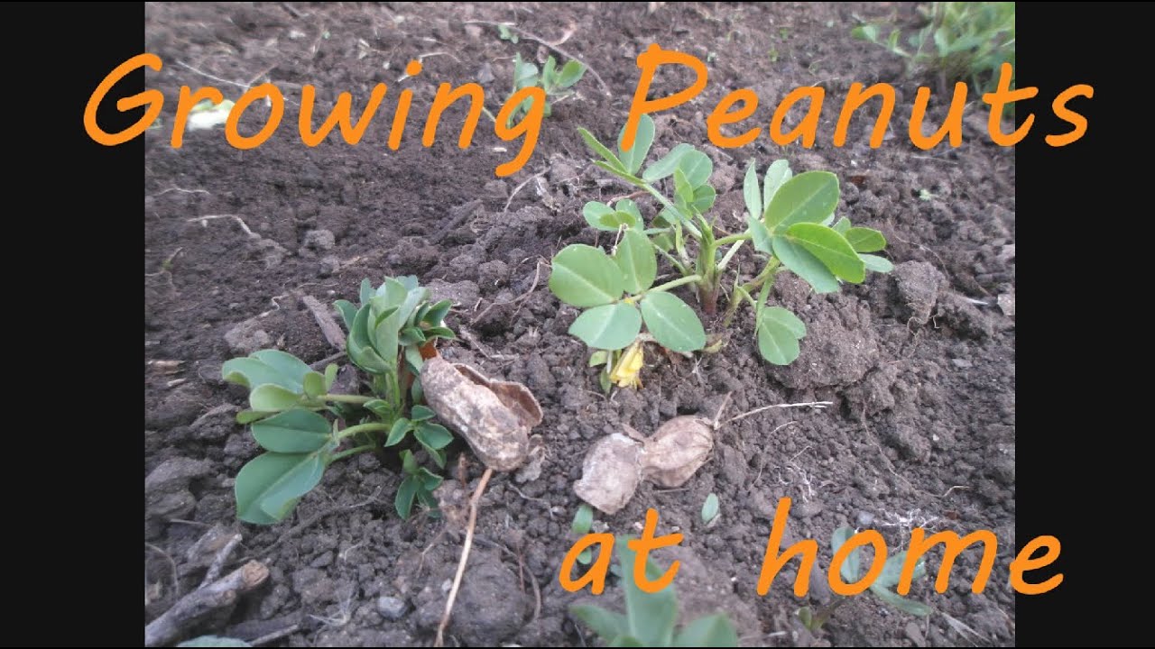 Grow Organic Peanuts At Home Pt 1 Planting Seeds YouTube Grow Organic Peanuts At Home Pt 1 Planting Seeds YouTube