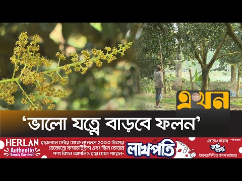 রাজশাহীর বাগানে এবার আশানুরূপ মুকুল নেই | Rajshahi Mango | District News | Ekhon TV