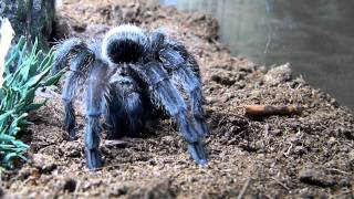 Lena-G. Pulchra-The Bold The Scared