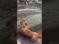 ウォータースライダーにハマった犬#shorts