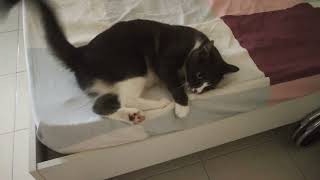 Don't touch! This bed is mine! by Smoky & Animals 2,060 views 6 months ago 47 seconds