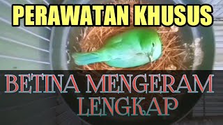 PERAWATAN KHUSUS BETINA CUCAK HIJAU SAAT MEMGERAM