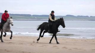 Leven Beach Gallop
