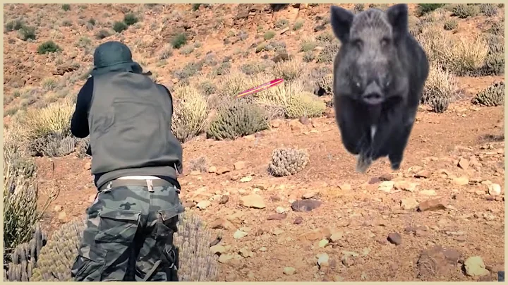 How Do American Hunters And Farmers Deal With 9 Million Invasive Wild Boars Beaches By Helicopter