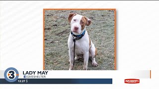 Pet of the Week: May