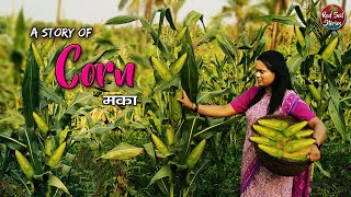 We had Corn for Breakfast, Lunch and Tea Time | Village Cooking | Village Life | Red Soil Stories