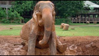 Sopha enjoys her first moments at Elephant Nature Park  ElephantNews